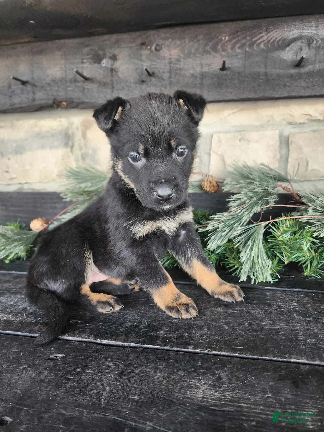 Mixed Breed dogs for sale: Randy - Ad 1