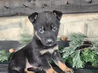 Mixed Breed dogs Randy - Ad 8