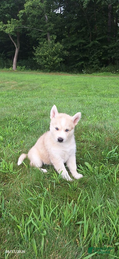 Mixed Breed dogs Penny - Ad 2