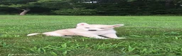 Mixed Breed dogs for sale: Penny - Ad 2