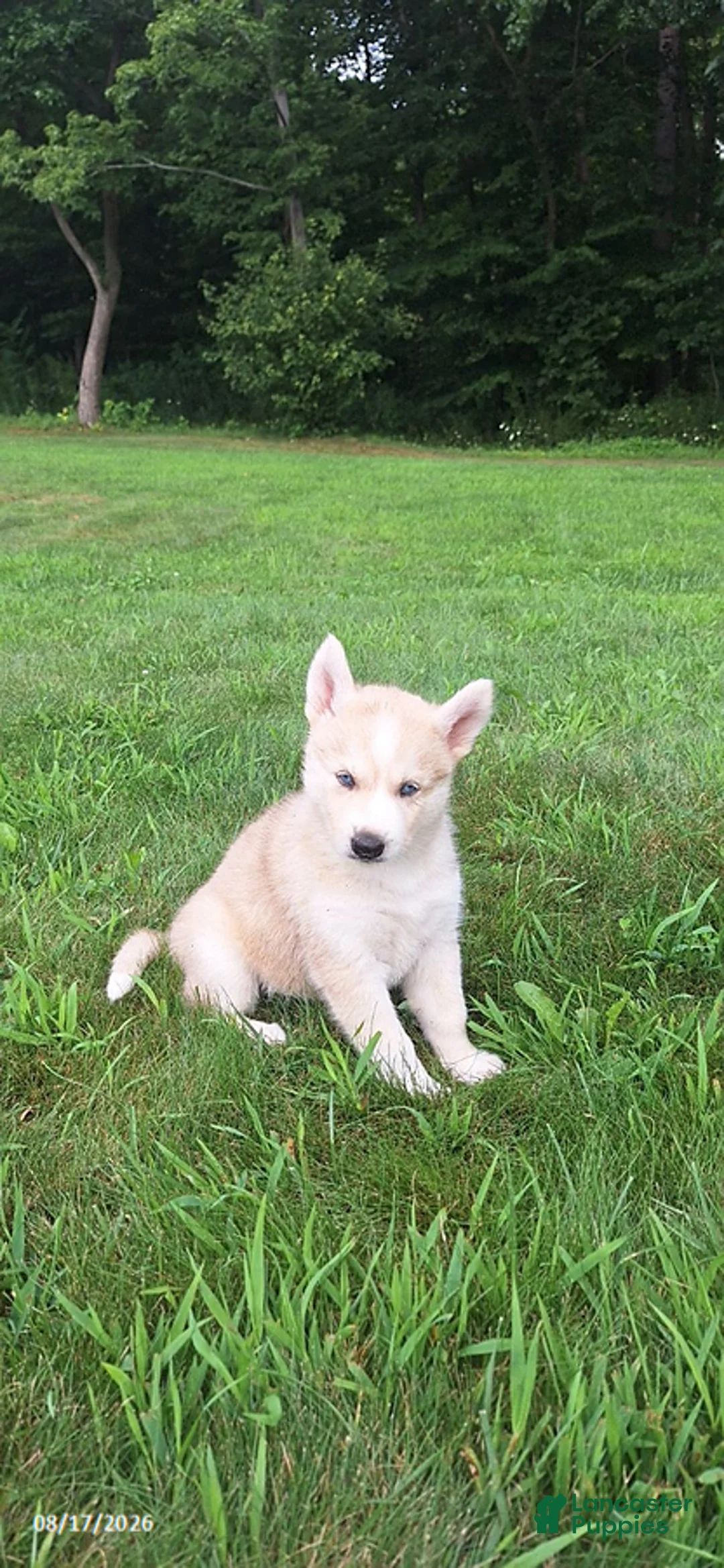 Mixed Breed dogs for sale: Penny - Ad 2