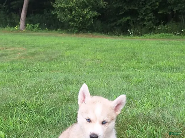 Mixed Breed dogs for sale: Penny - Ad 2