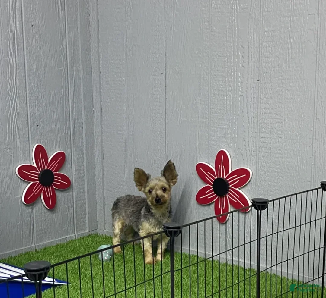 Yorkshire Terrier dogs for sale: Blazer - Ad 5