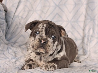 Olde English Bulldogge dogs Rosie - Ad 22