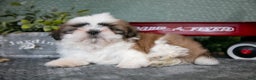 Shih Tzu dogs for sale: Jimmy - Ad 1