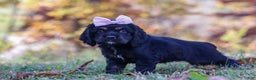 Cocker Spaniel dogs for sale: Julia - Ad 3