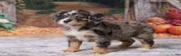 Bernedoodle dogs for sale: Kaley - Ad 4