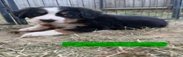Bernese Mountain Dog dogs for sale: Green - Ad 4