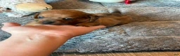 Dachshund dogs for sale: Dachshund 3 - Ad 8