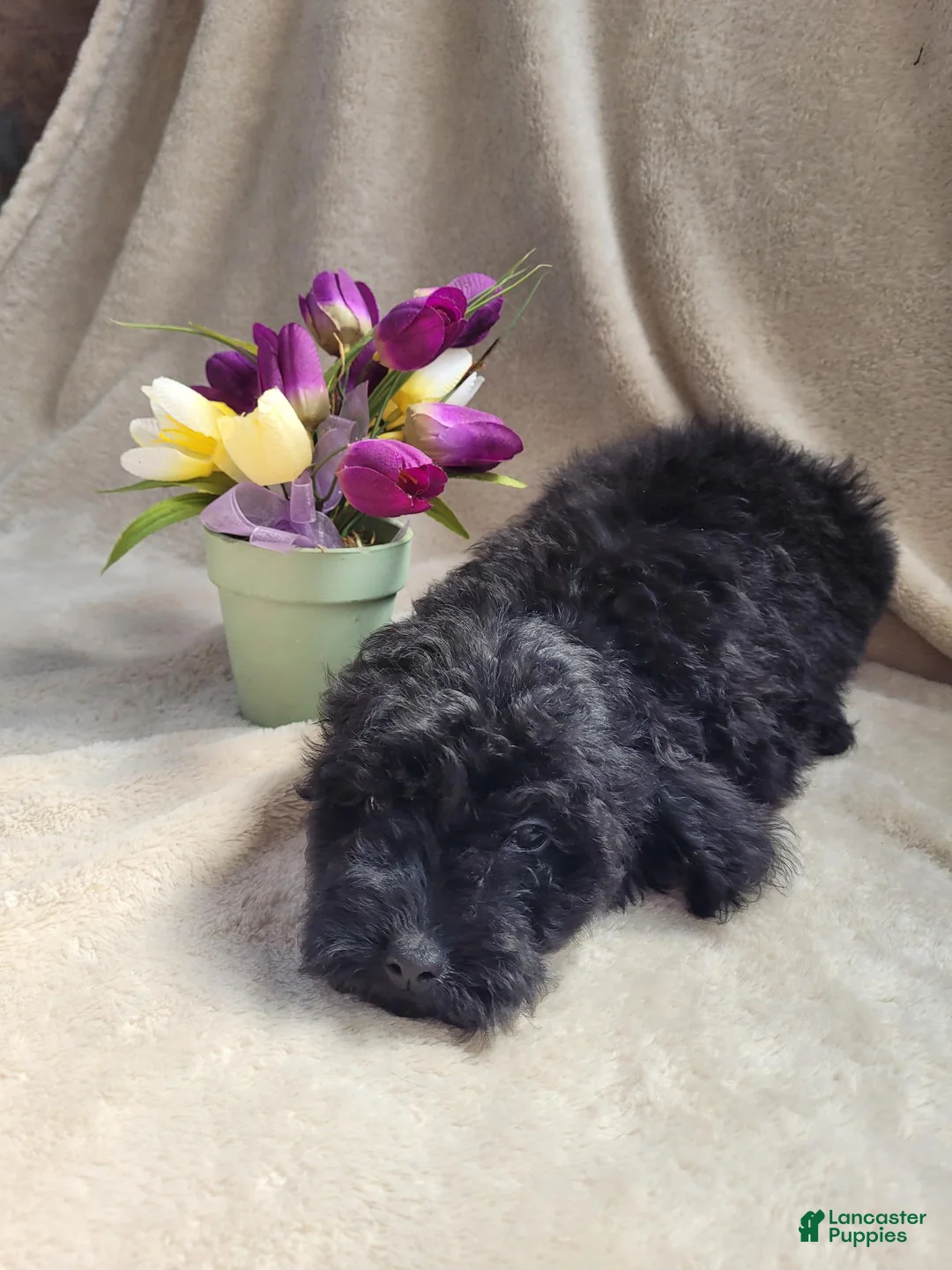 Cavapoo dogs for sale: Lily - Ad 2