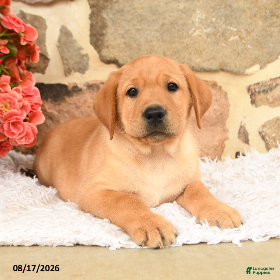 Labrador Retriever dogs Ronno - Ad 2