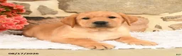 Labrador Retriever dogs for sale: Ronno - Ad 2
