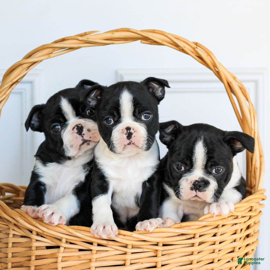 Boston Terrier dogs for sale: Ellie  - Ad 8