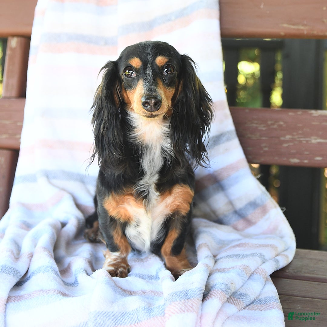 Dachshund dogs for sale: Holly - Ad 6