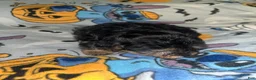 Yorkiepoo dogs for sale: Mary ann - Ad 4