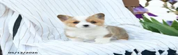 Welsh Corgi Pembroke dogs for sale: Chanel - Ad 1