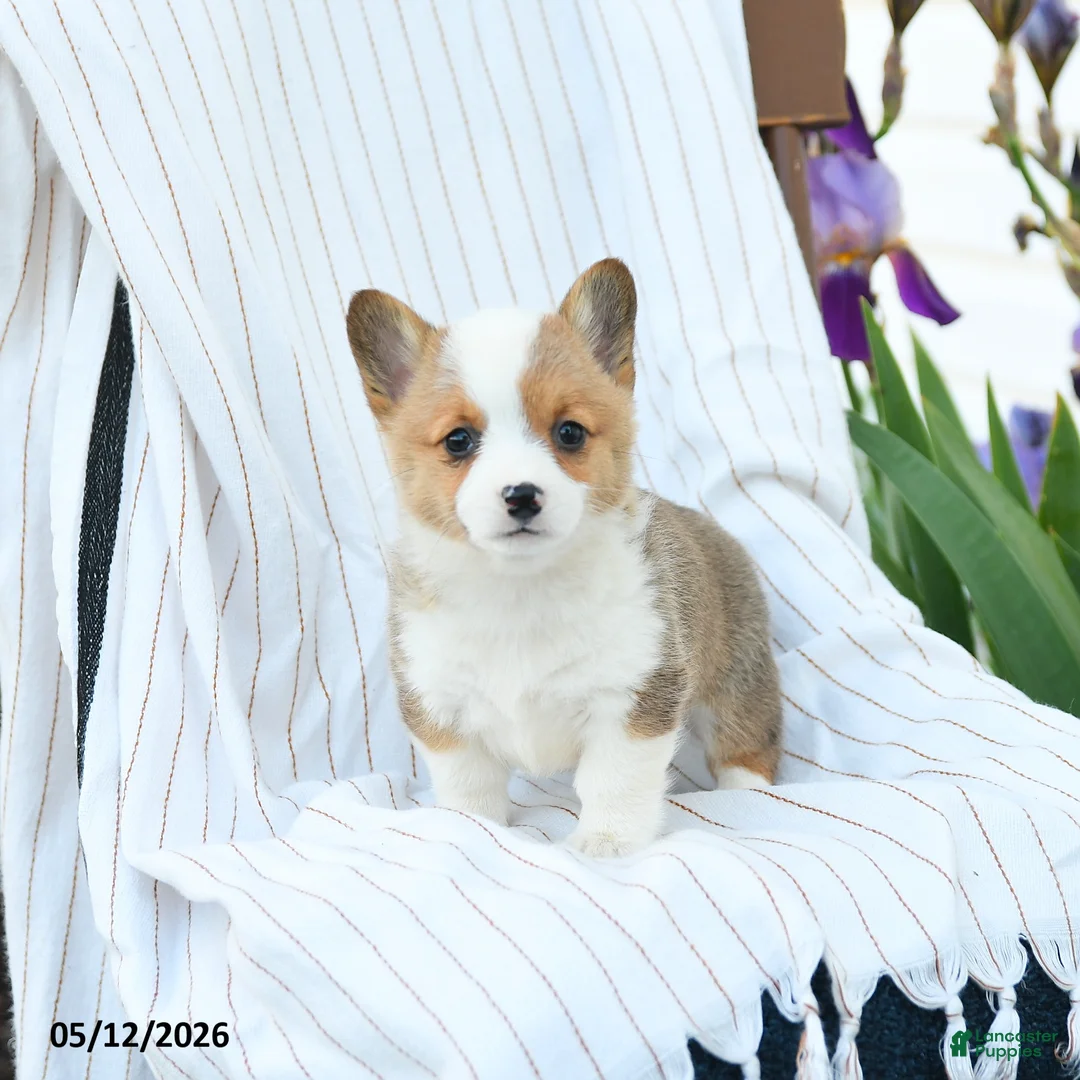 Welsh Corgi Pembroke dogs for sale: Chanel - Ad 1