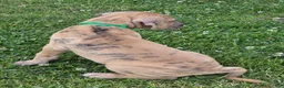 Great Dane dogs for sale: Schofield - Ad 10