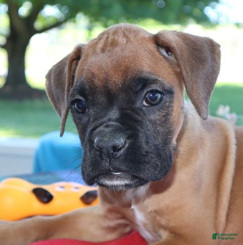 Boxer dogs Emily - Champ lines - Ad 1