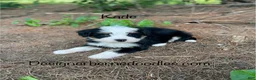 Mini Bernedoodle dogs for sale: Kade  - Ad 6