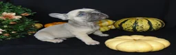 French Bulldog dogs for sale: Murphy - Ad 11