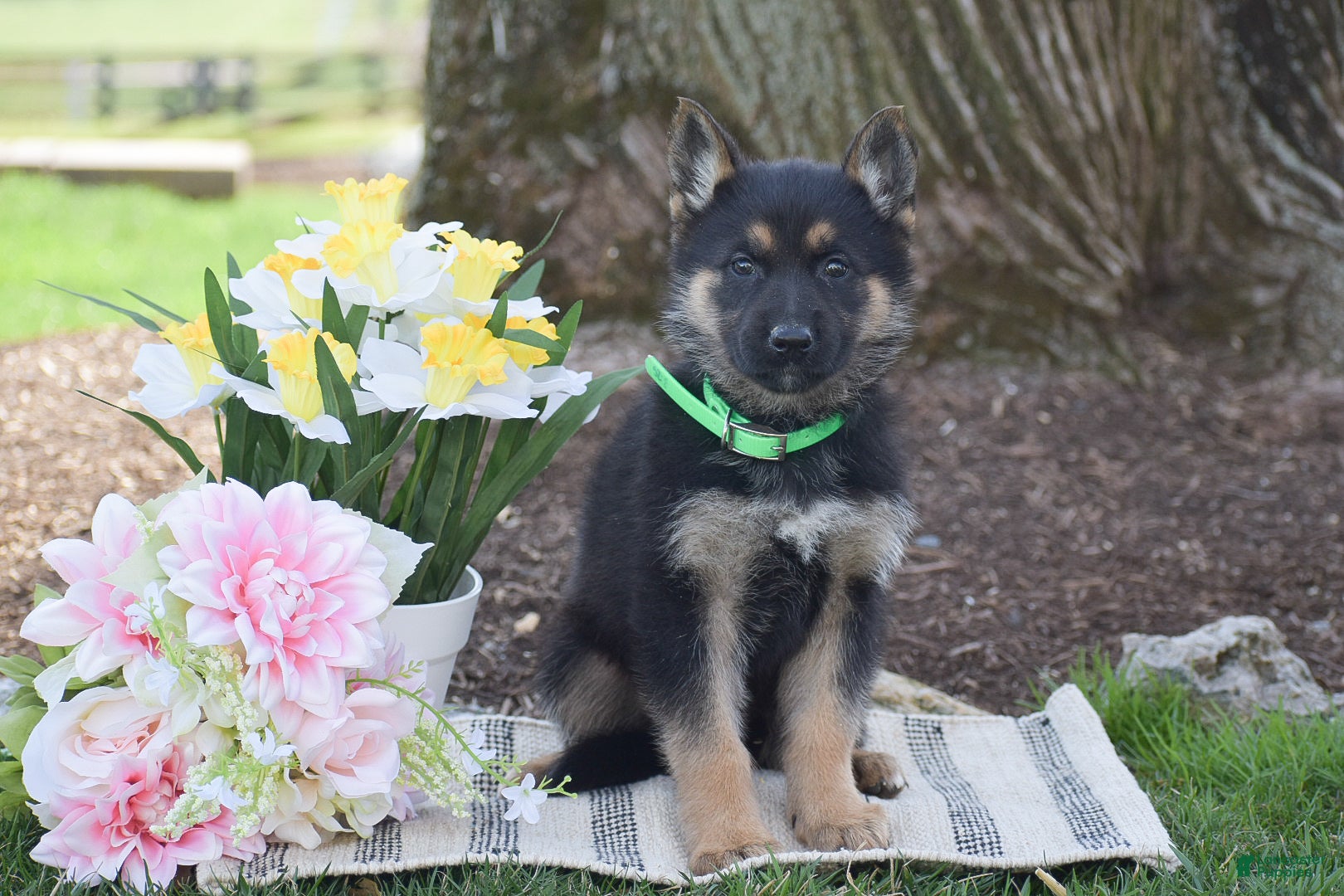 German Shepherd dogs Brittney - Ad 1