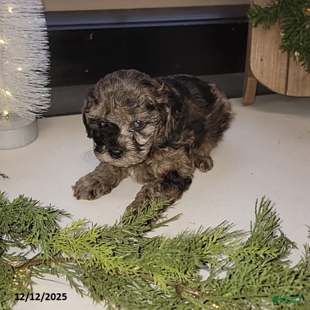 Mixed Breed dogs for sale: Roxi - Ad 3