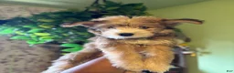 Pomsky dogs for sale: Athena - Ad 3