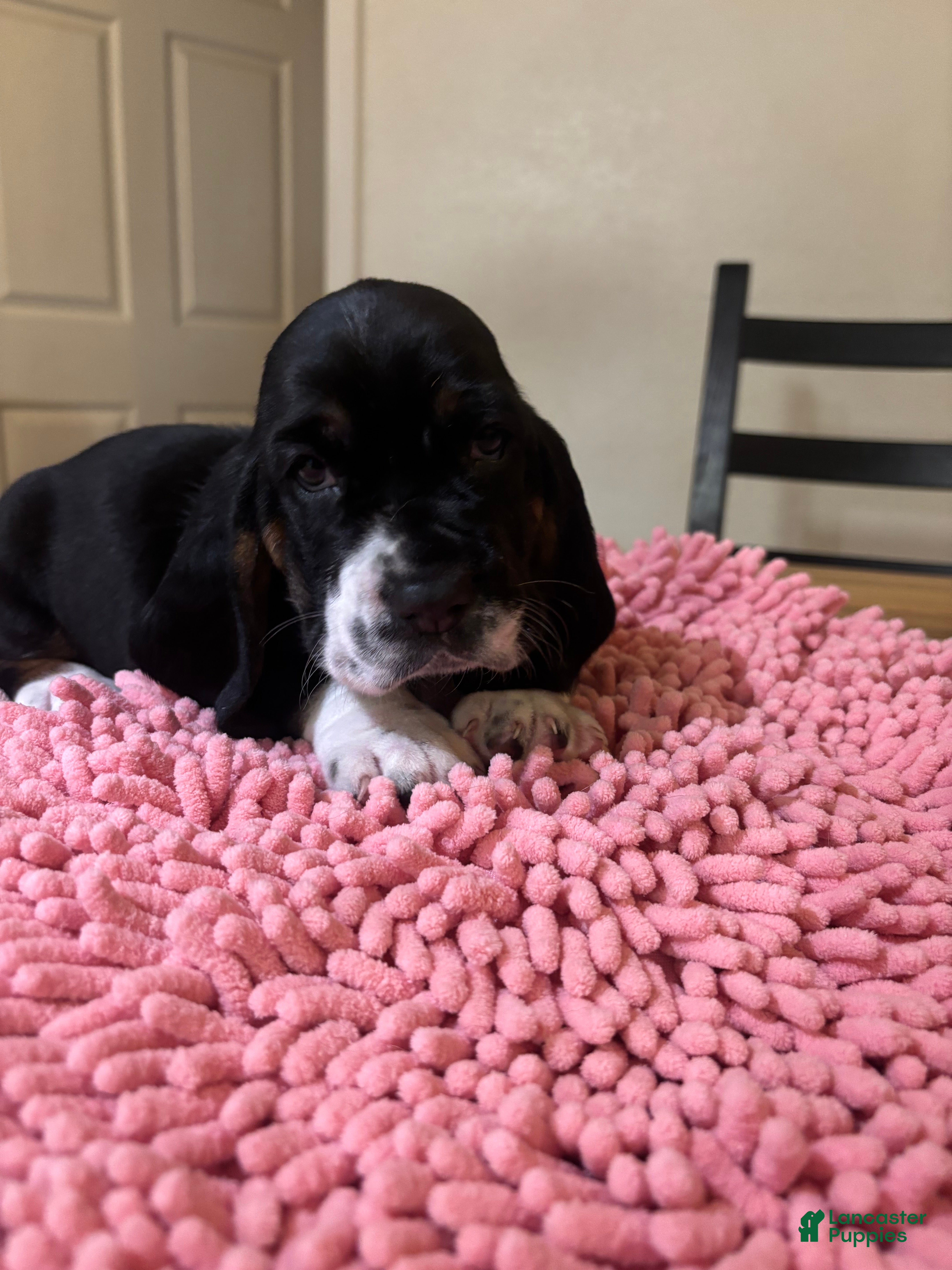 Basset Hound dogs Basset Hound 3 - Ad 21