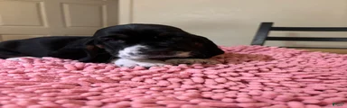 Basset Hound 3