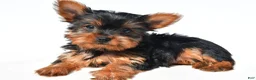 Yorkshire Terrier dogs for sale: Tiny - Ad 9