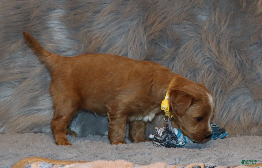 Mini Goldendoodle dogs for sale: Winslow 💙👨‍👨‍👧‍👦💞🐕 - Ad 15