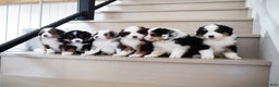 Miniature Australian Shepherd dogs for sale: Dustin - Ad 12