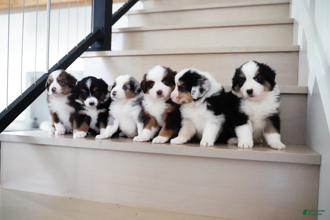 Miniature Australian Shepherd dogs for sale: Dustin - Ad 12