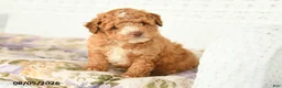 Miniature Poodle dogs for sale: Archer - Ad 3