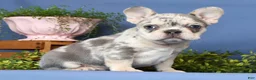 French Bulldog dogs for sale: Romeo - Ad 9
