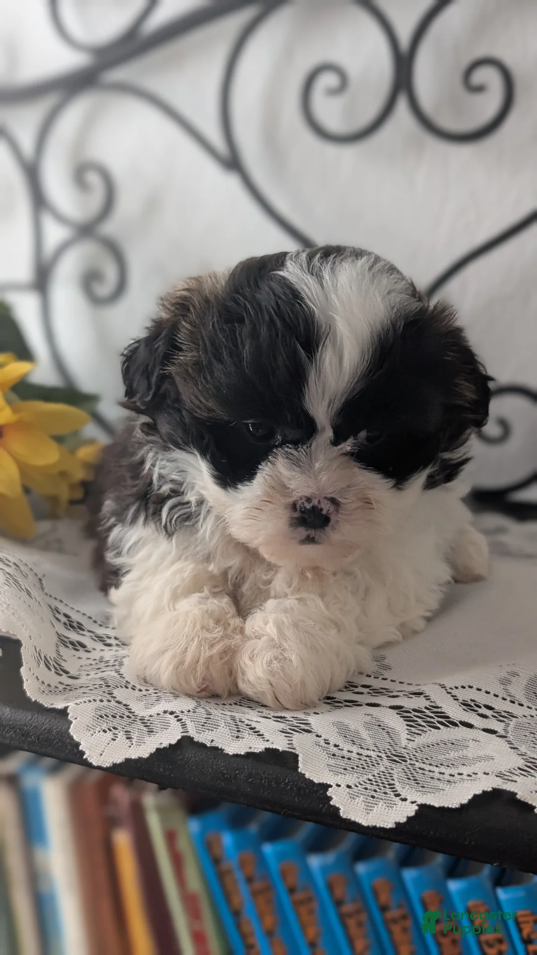 Teddy Bear dogs for sale: Ivy - Ad 10