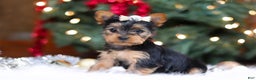 Yorkshire Terrier dogs for sale: Stella - Ad 3