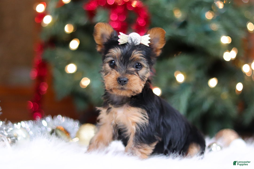 Yorkshire Terrier dogs for sale: Stella - Ad 3