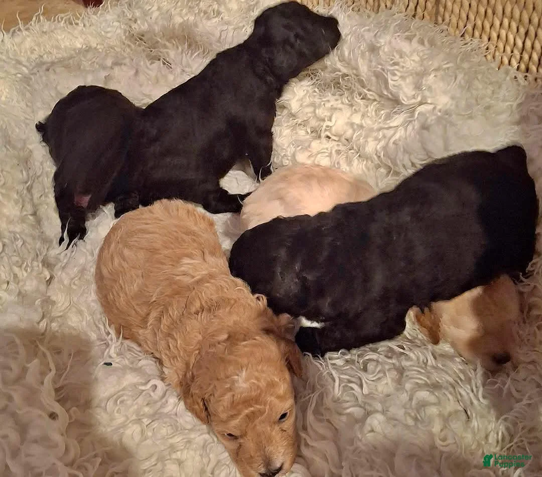 Miniature Poodle dogs for sale: Bismark - Ad 2