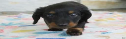 Miniature Dachshund dogs for sale: Alaska - Ad 4