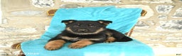 German Shepherd dogs for sale: Callie - Ad 1