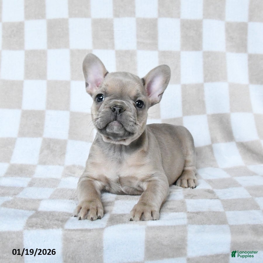 French Bulldog dogs Henry - Ad 14