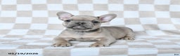 French Bulldog dogs for sale: Henry - Ad 1