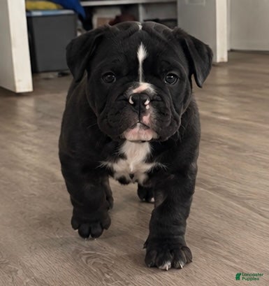 Bulldog (Bulldog, Female) in Hammond, IN