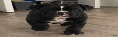 English Bulldog 1