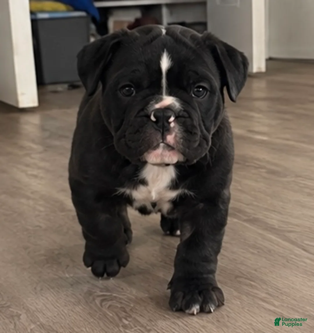 English Bulldog dogs for sale: English Bulldog 1 - Ad 1