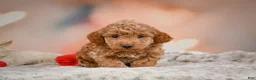 Toy Poodle dogs for sale: Davis - Ad 6