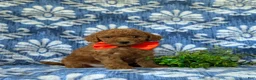 Mini Goldendoodle dogs for sale: Russell 10 lbs full grown - Ad 3