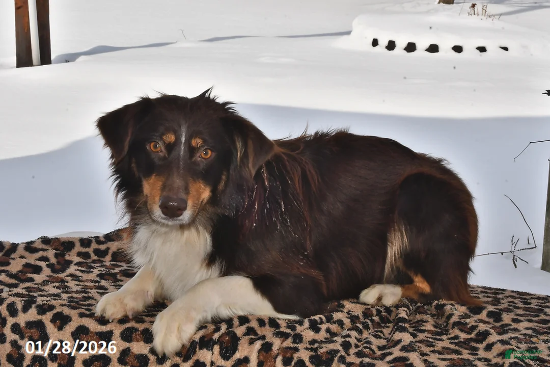 Australian Shepherd dogs for sale: River - Ad 3